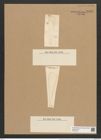 Licmophora grandis var. divisa (Kuetz.) Grun. (de-Toni-Nr.: Genus 86, Species 2966) Zeichnungen Sammlung Grunow Nr. 6023 (NHMW-BOT-W0374519)